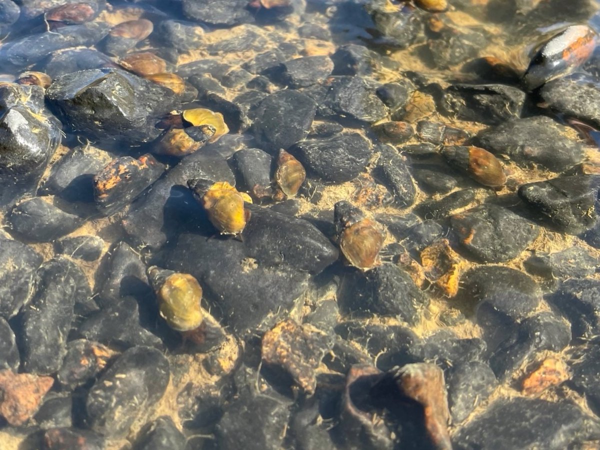 WE HAVE BREAKING SNAIL NEWS! Scientists found a living population of an assumed extinct Big Black rocksnail! Photo of Big Black rocksnails in the river, courtesy of Calvin Rezac/Mississippi Museum of Natural Science.