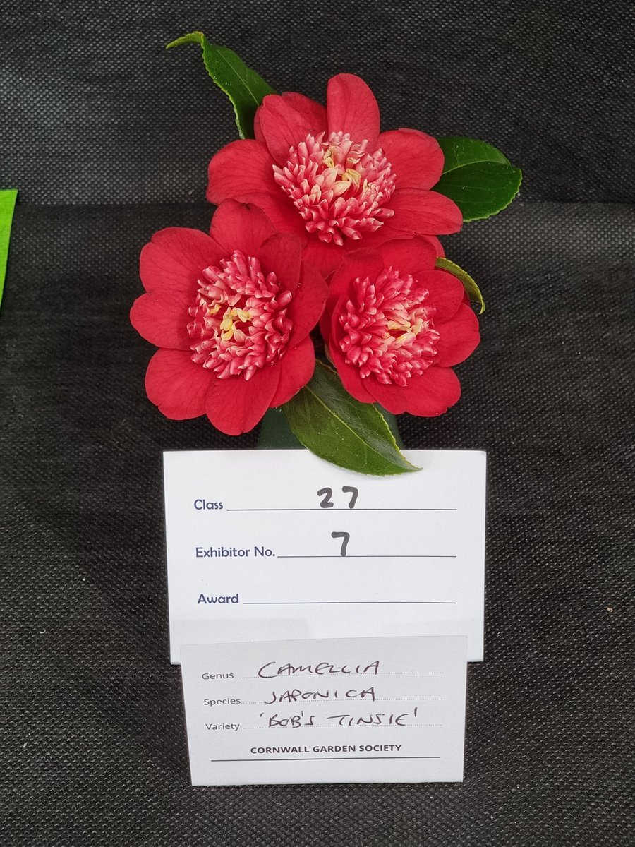 A few of my Camellias on the show benches at the @CwllGardenSoc spring show. Back tomorrow to see how i've done. It's a bumper show this year despite the weather, so i have realistic expectations! #gardens #Cornwall #Camellias #RoselandParc