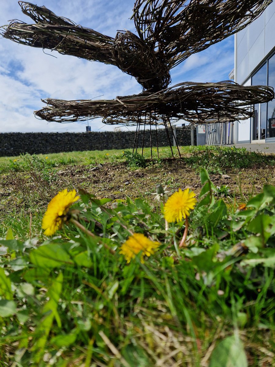 All hail the mighty Dandelions which have arrived at our #PollinatorParks wildspace at @Dalton_Park. Cannot wait to see what arrives next and for now the #pollinators will love these. ♥️🌼🐝 #communityrewilding at it's best and perfect timing for #communitygardenweek too. 🌼🐝🌏
