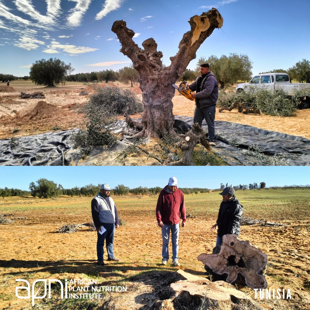 🫒 APNI's scientists, alongside researchers from the Tunisian Olive Institute (OIT), embarked on a mission to assess the biomass accumulation of century-old olive trees in North Africa. 🖇 Read the full article: bitly.ws/3hueJ  #olivetree #RAFAD #CarbonSequestration