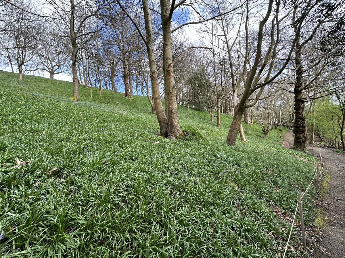 In a couple of weeks this will be a mass of bluebells. Emmetts Gardens nr, Westerham Kent