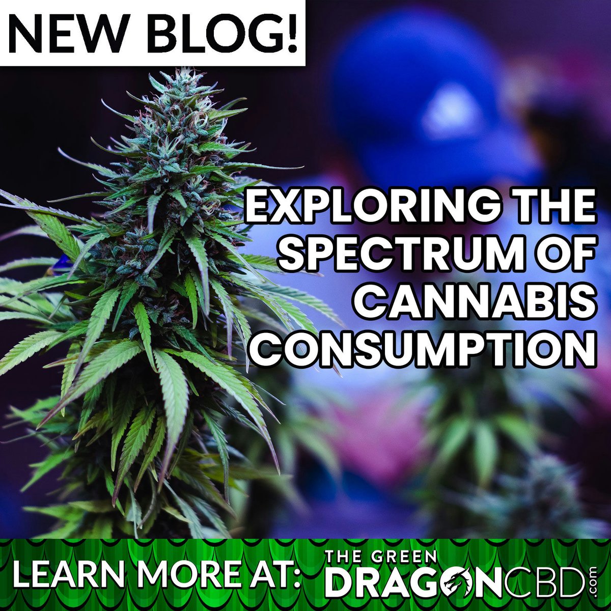 🚨🐉The world of cannabis offers a diverse range of consumption methods for everyone out there. In this blog we break down the benefits and distinctions between these various options to help you find the perfect method for you! Check it out! shorturl.at/fBLRY #blog…