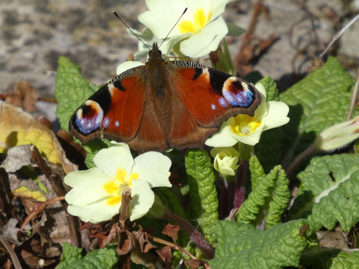 Sunday is #WorldHealthDay – a good time to think about enjoying the benefits of the #NaturalWorld for our health. CPRE Sussex works to protect, celebrate and regenerate our countryside and green spaces for people and nature. Want to help? Join us today: cpresussex.org.uk/get-involved/b…