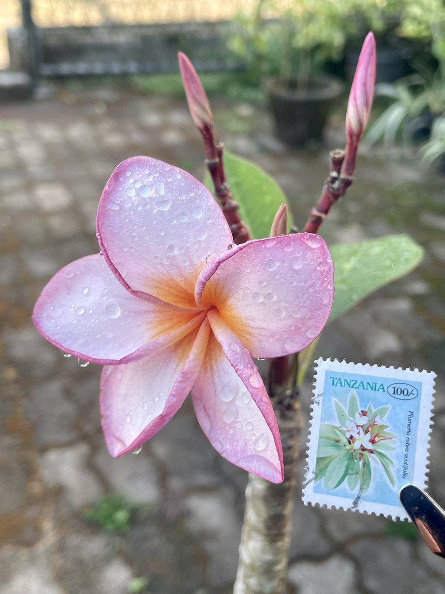 Plumeria rubra acutifolia
Country : Tanzania 
Year: 1996

#stampswith_sara #XtremePhilately #philately #SriLanka #malaysia #Tanzania