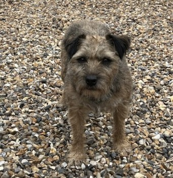 millypod1's tweet photo. BELLA HOME SAFE. THANKS FOR RT's😊🐕🐾
🆘31 MAR 2024 #Lost BELLA #BTPosse
OLDER Brown Border Terrier Female
#NorthLopham #Norfolk #IP22
PLEASE SHARE.
(Bella went missing with another dog who is now home)
https://t.co/ZSqluPPFLJ https://t.co/MDUnyPZqGy