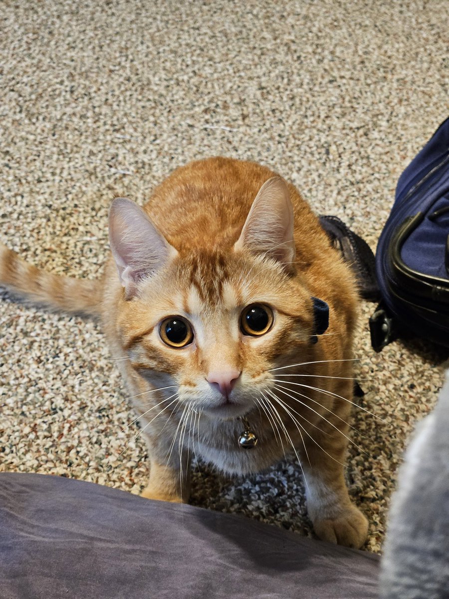 Icepickun's tweet image. The boi hungers