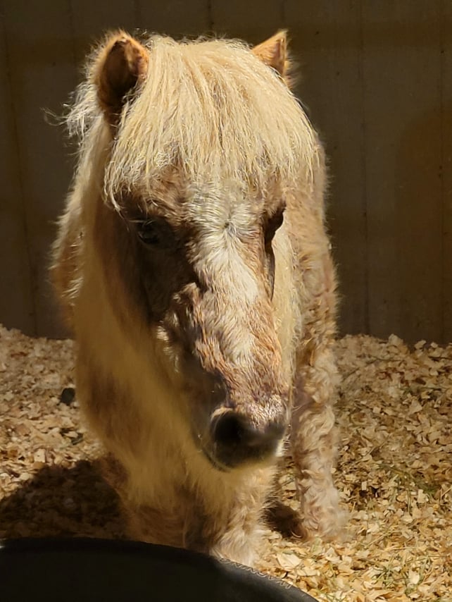 If you have followed us for awhile then you will know who this is in the photo. For those who do not know, this is Noel. Noel is vet estimated to be around 40 years old and our most senior sanctuary horses here. While she does not ask for much, she does require a very thick and…