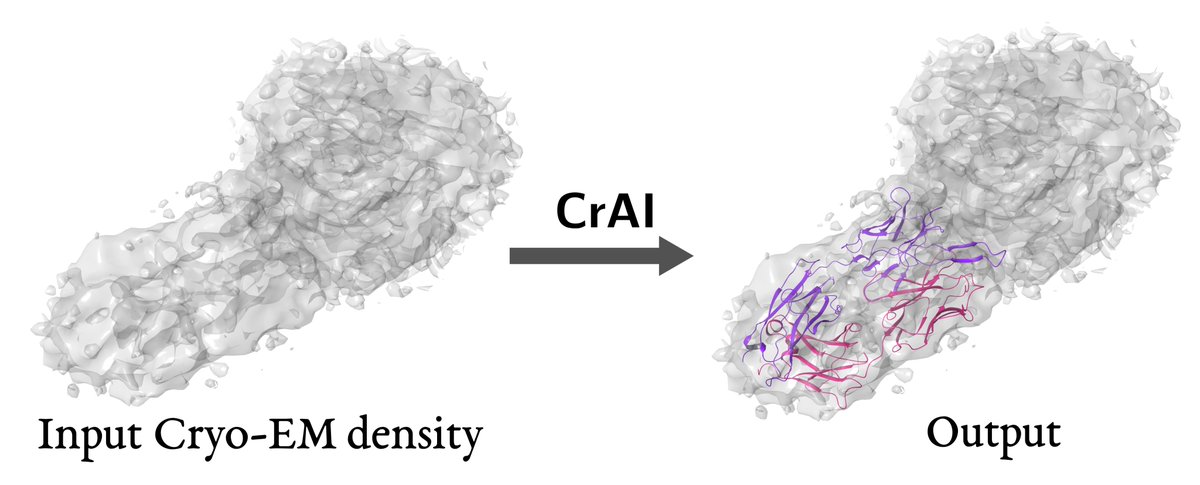 CrAI, a tool using machine learning to automatically find antibodies in cryo-EM densities, is now available in ChimeraX (menu Tools / More Tools)! CrAI runs in seconds on a CPU, at resolutions up to 10A. Learn more at cxtoolshed.rbvi.ucsf.edu/apps/chimeraxc…