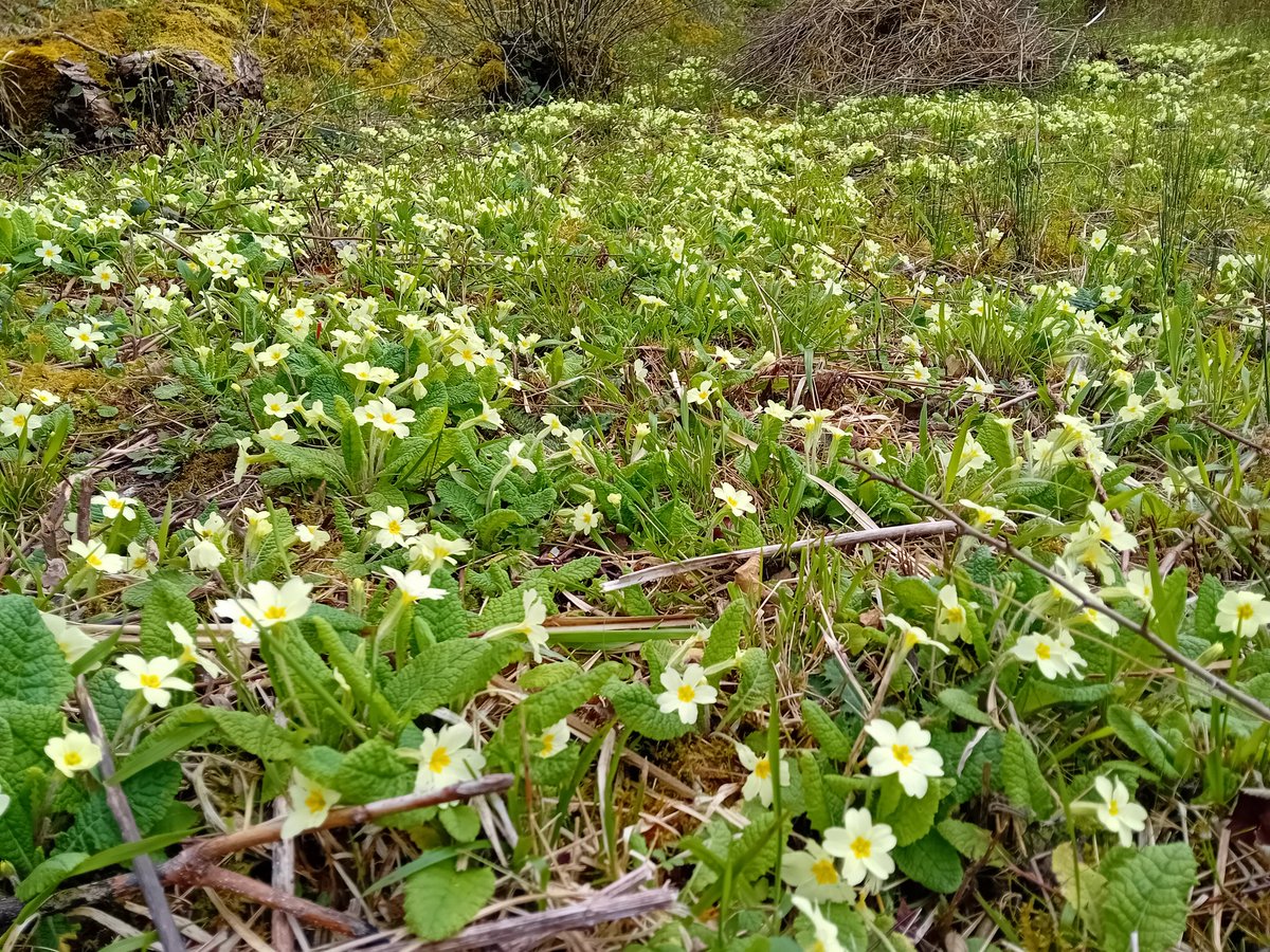 Spring is here! Primroses going ballistic round Pagets Pool, first Willow Warbler & Whitethroats back and good numbers of Butterflies and Bees on the inaugral transect of the year including three Orange-tip, 7 Bumblebee species including B. ruderatus and three other bees NFY!