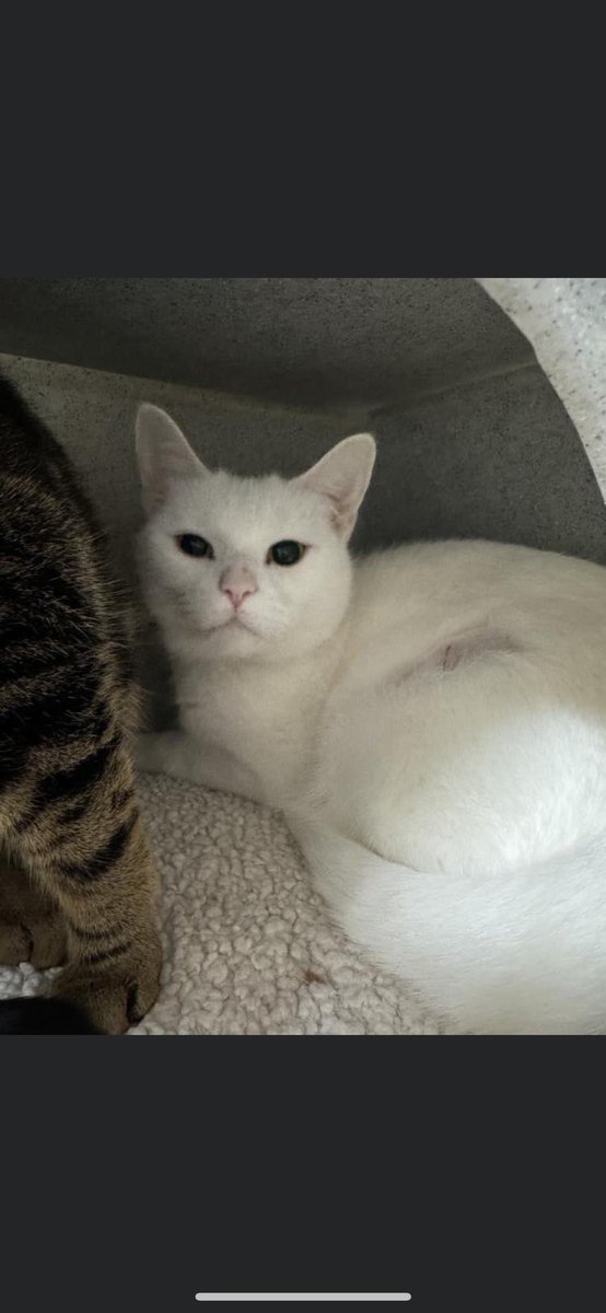 Best friends Meela and Myla are looking for a new home after sadly their previous owner could no longer keep them. Meela is 2 years old and Myla is 18 months old. Myla is confident but Meela is a little shy but both enjoy a fuss. #adoptdontshop #whitecat #tabbycat #derbyshire