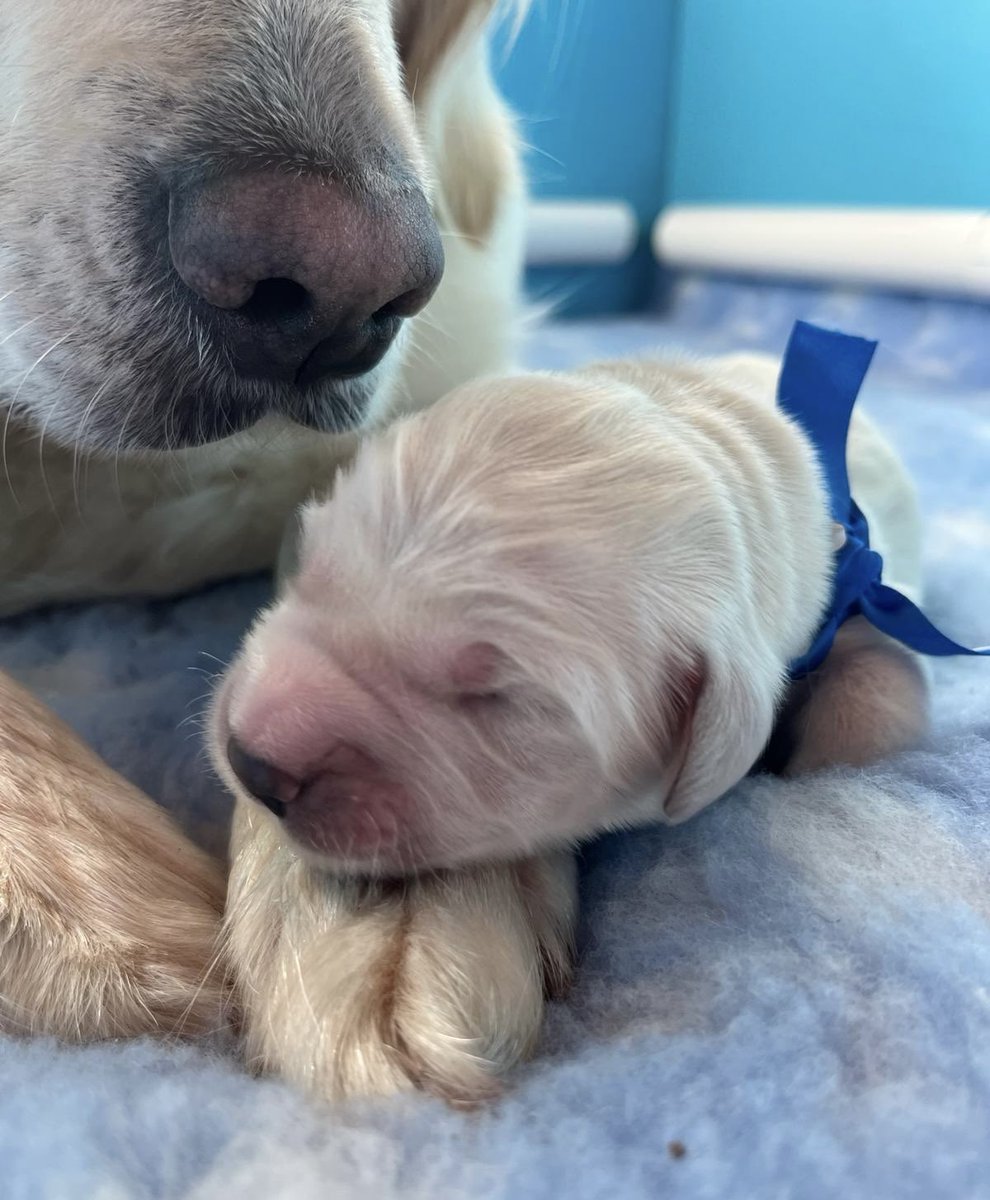 Just a new mum minding her baby ❤️ @DogsforDisable1