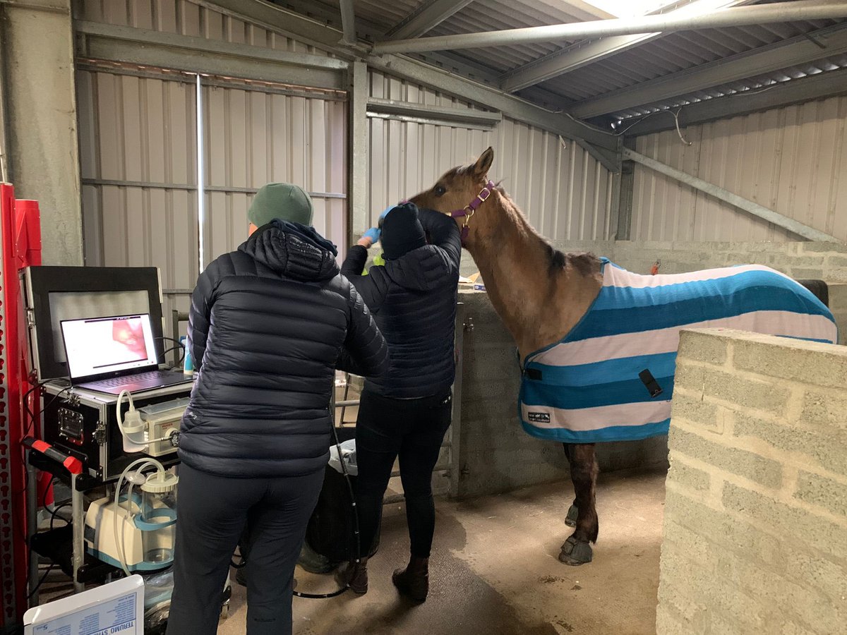 Glasgow Equine Hospital & Practice tweet media