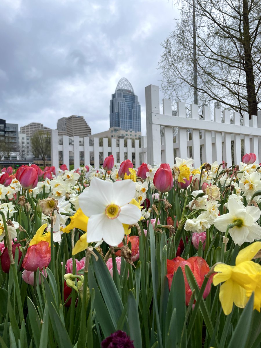 The tulips are blooming despite this cold and gloomy weather. Head to Lytle Park, Washington Park and Smale Riverfront Park to see them in all their glory! 🌷 🌷