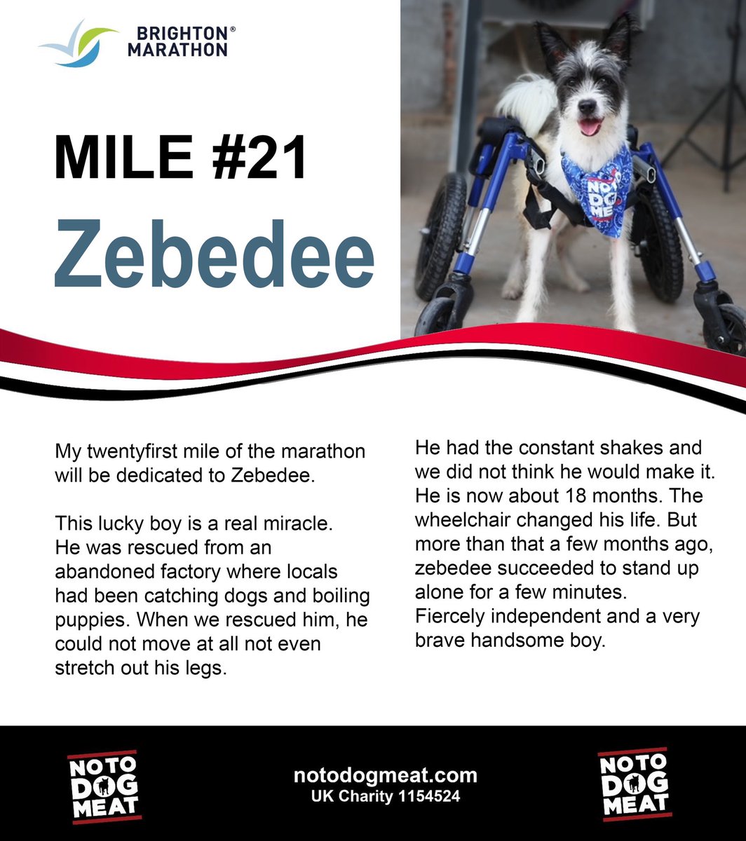 Nikki is running the @BrightonMarathn for our dogs Meet Zebedee …24brightonmarathonweekend.enthuse.com/pf/nicola-swan…