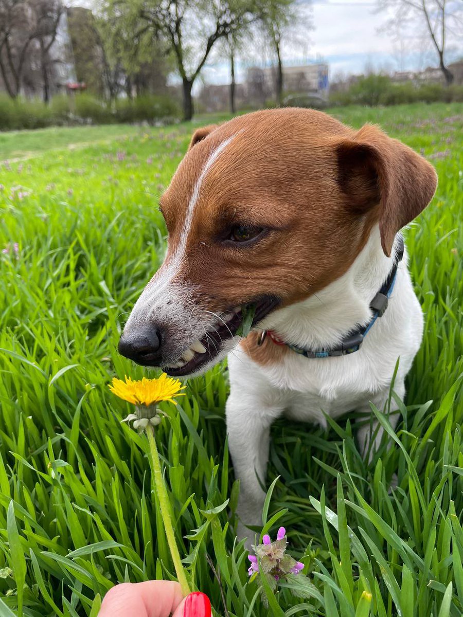 Sniffing the small joys of spring Pity that it's not only the flowers I have to sniff.