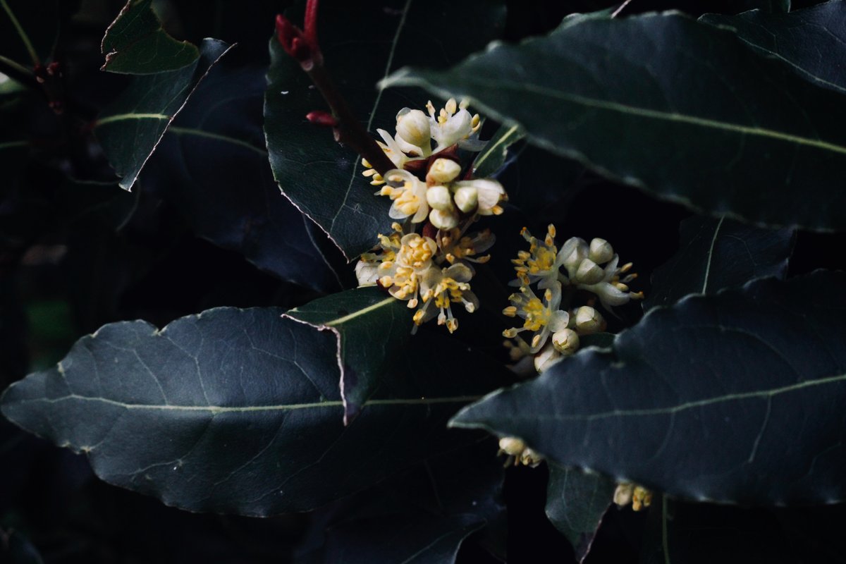 Finally out and about with my real camera again.. I didn't realise bay had such pretty flowers. 🌿🤍