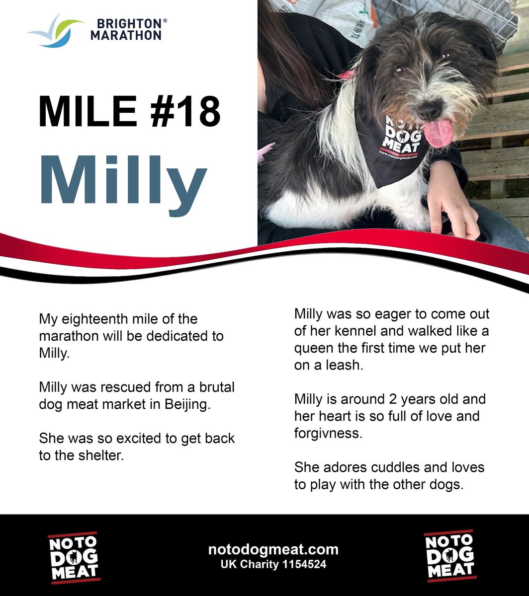 #AdoptDontShop Nikki is running the @BrightonMarathn for our dogs Meet Milly …24brightonmarathonweekend.enthuse.com/pf/nicola-swan…