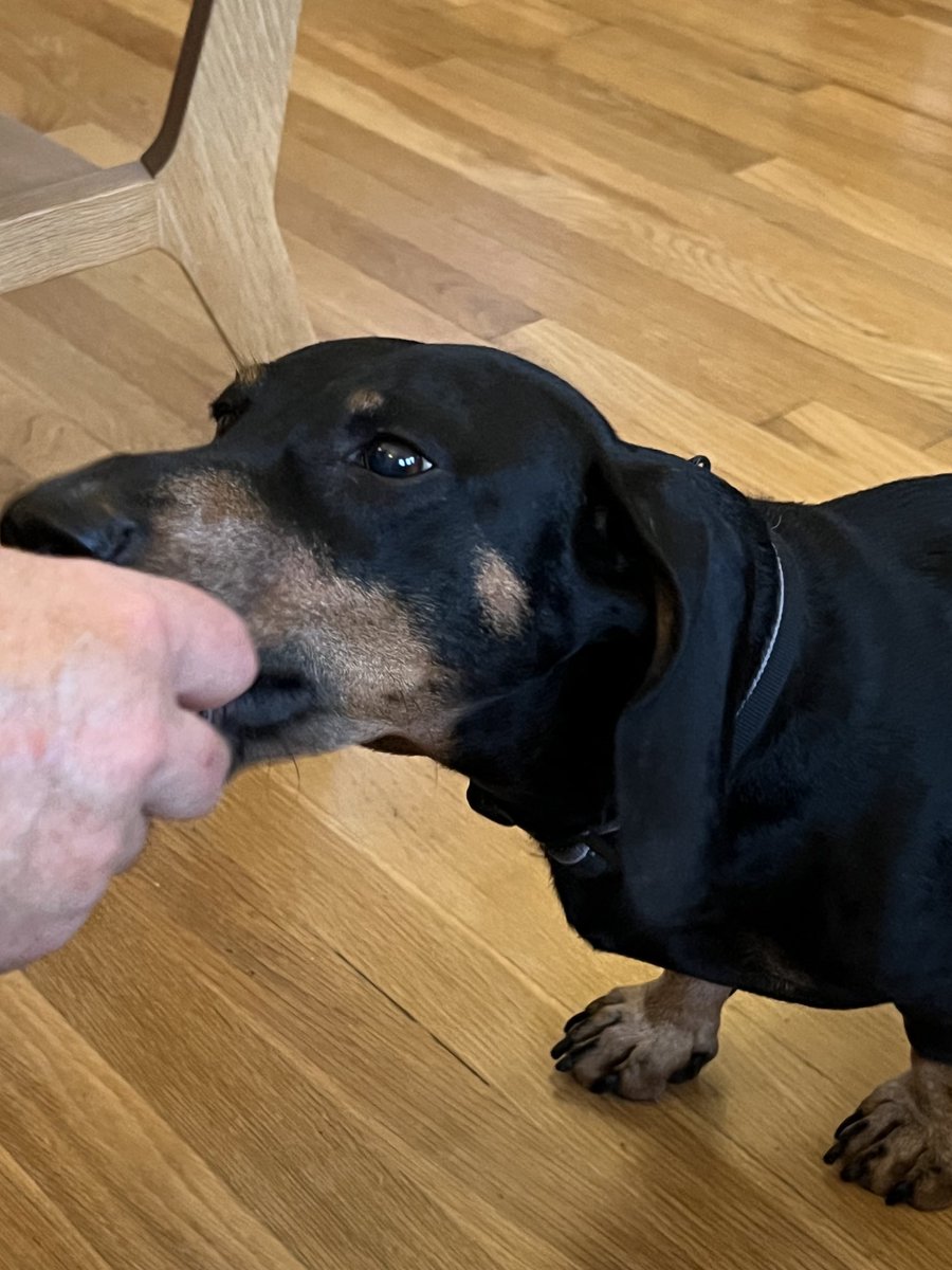 The humans have got steak. I like steak