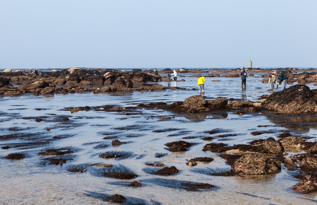 #pêcheàpied 🐚🦪Des grandes marées sont prévues ces prochains jours 𝐝𝐢𝐦𝐚𝐧𝐜𝐡𝐞 𝟕, 𝐥𝐮𝐧𝐝𝐢 𝟖 𝐞𝐭 𝐦𝐚𝐫𝐝𝐢 𝟗 𝐚𝐯𝐫𝐢𝐥 Pour profiter en toute sérénité, vérifiez la qualité du gisement et assurez-vous que le lieu n’est pas interdit à la pêche: urlz.fr/noiR