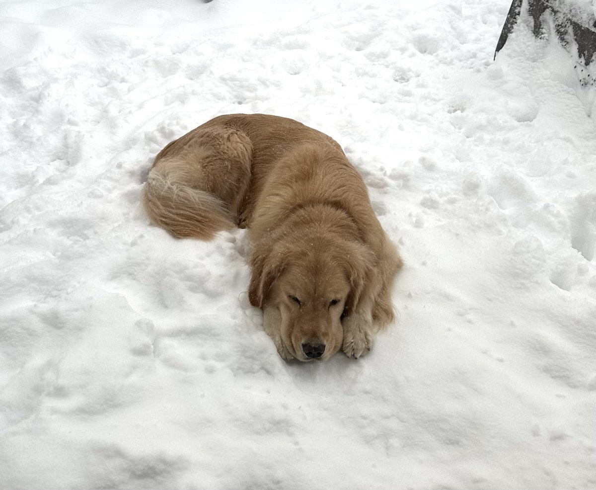 Ozzy loves a good snow snooze ❤️🐾 The only thing that will coax him into the house is cheese 🧀 

#yyc #yycdogs #GoldenRetriever