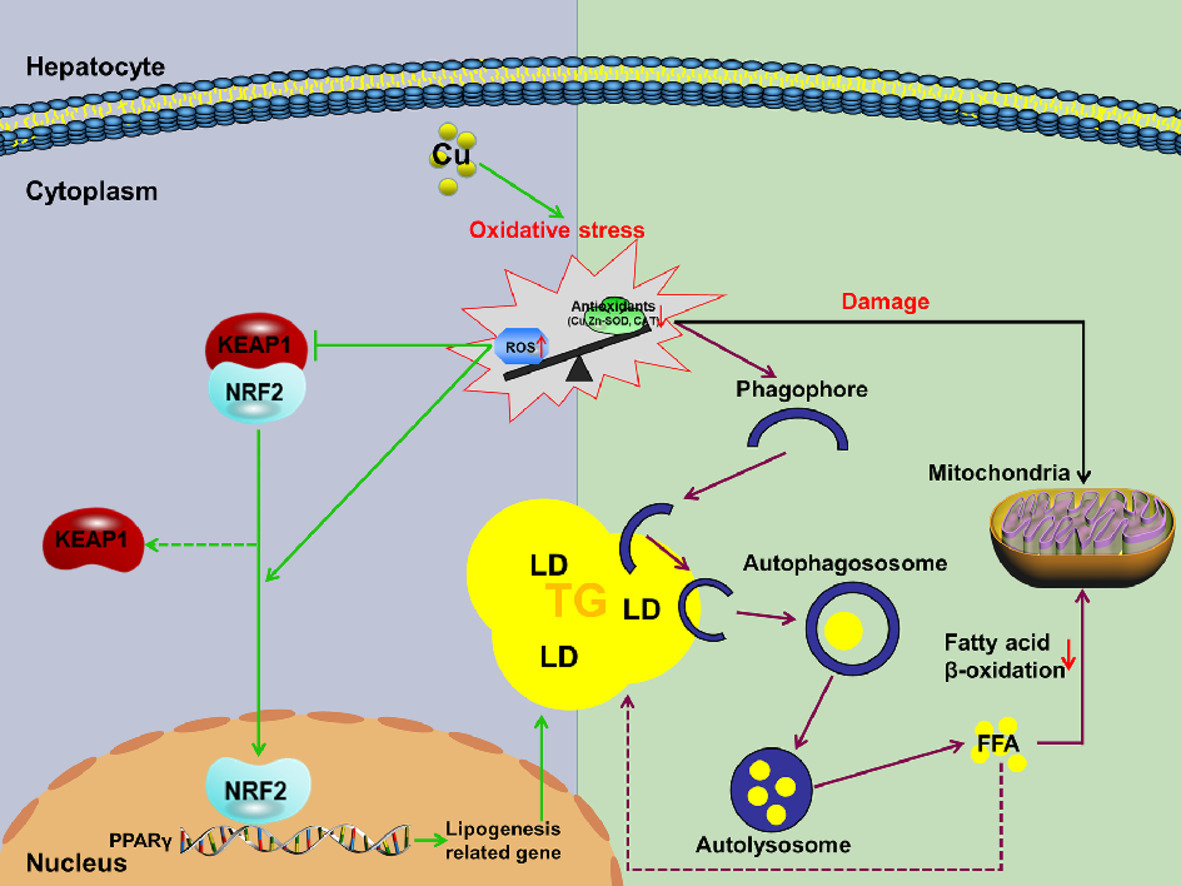 #Copper (Cu) induced changes of #lipid #metabolism through oxidative stress-mediated autophagy and Nrf2/PPARγ pathways - Part of a Most Cited Article Collection from The Journal of Nutritional Biochemistry spkl.io/60144xi7m #VitaminD