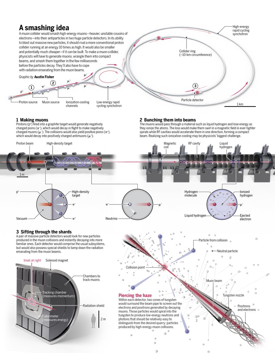 ScienceVisuals's tweet image. An accelerator known as a muon collider could revolutionize particle physics—if it can be built. 

Learn more in this @NewsfromScience feature: scim.ag/6uk
