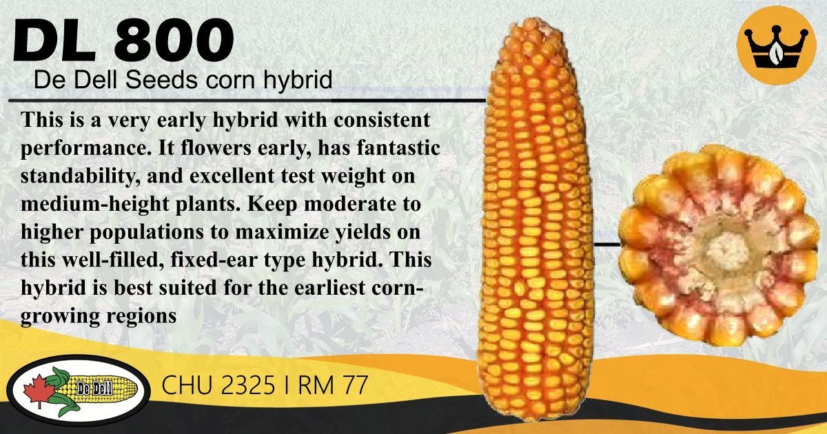 DL 800 is one of several De Dell Seeds (@DeDellSeeds) varieties that suit our climate well.🌽 Their non-GMO corn hybrids are selected for high yield, standability and health to provide you with the hybrids you need.