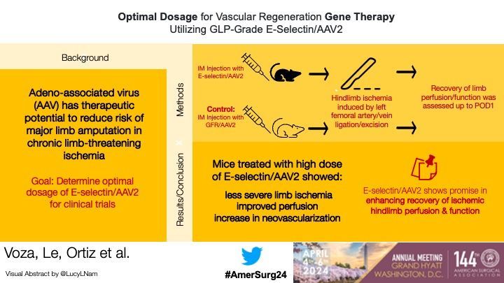 Dr. Voza et al. @umiamimedicine present their work entitled: 'Optimal Dosage for Vascular Regeneration Gene Therapy Utilizing GLP-Grade E-Selectin/AAV2' @AntoineRibieras, @OmaidaVelazquez #AmerSurg24 💉