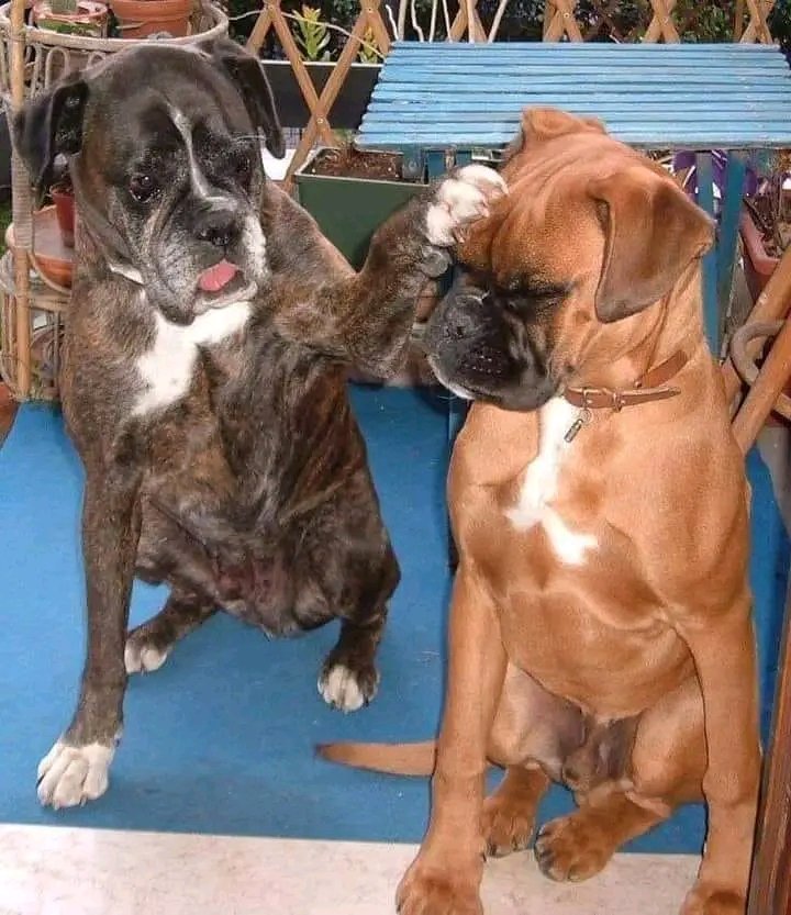 Real_boxerdog's tweet photo. No Worries Buddy...🥹❤️🙏
.
.
#boxer #boxerdog #dog #boxerlove #wildlife #viralvideo #TrendingNow #FIFAWomensWorldCup2023 #intimatevideo #XTwitter https://t.co/V2xFJ0IH9q