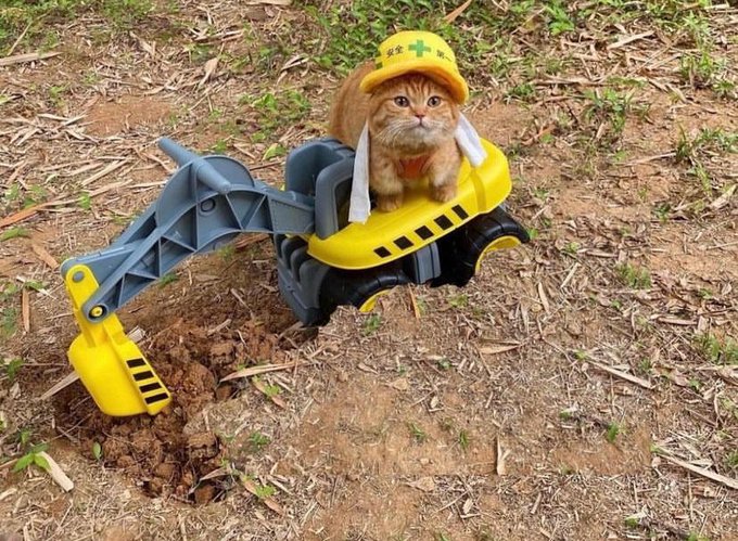 No way in HELL his furry little orange ass is certified to operate that machinery https://t.co/8PvF4