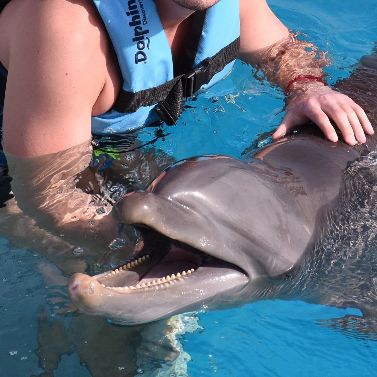 A captive dolphin at #DolphinDiscovery Punta Cana, DR with rostrum (beak) injuries. Injuries like these are often seen on dolphins that participate in swim-with programs, being touched and handled by guest after guest, day after day: bit.ly/HelpSaveDolphi…

Photo: submission