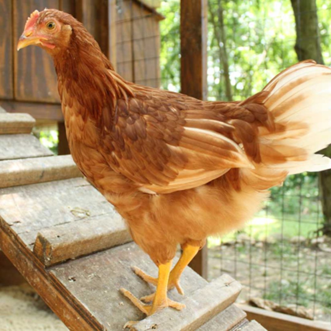 Want to learn how to raise your own #chickens? Join us and our partners to learn how to care for backyard flocks, proper nutrition, and more! This is a live webinar, info on joining will be sent to the email provided at registration. To register, visit: loom.ly/ODDRS8I