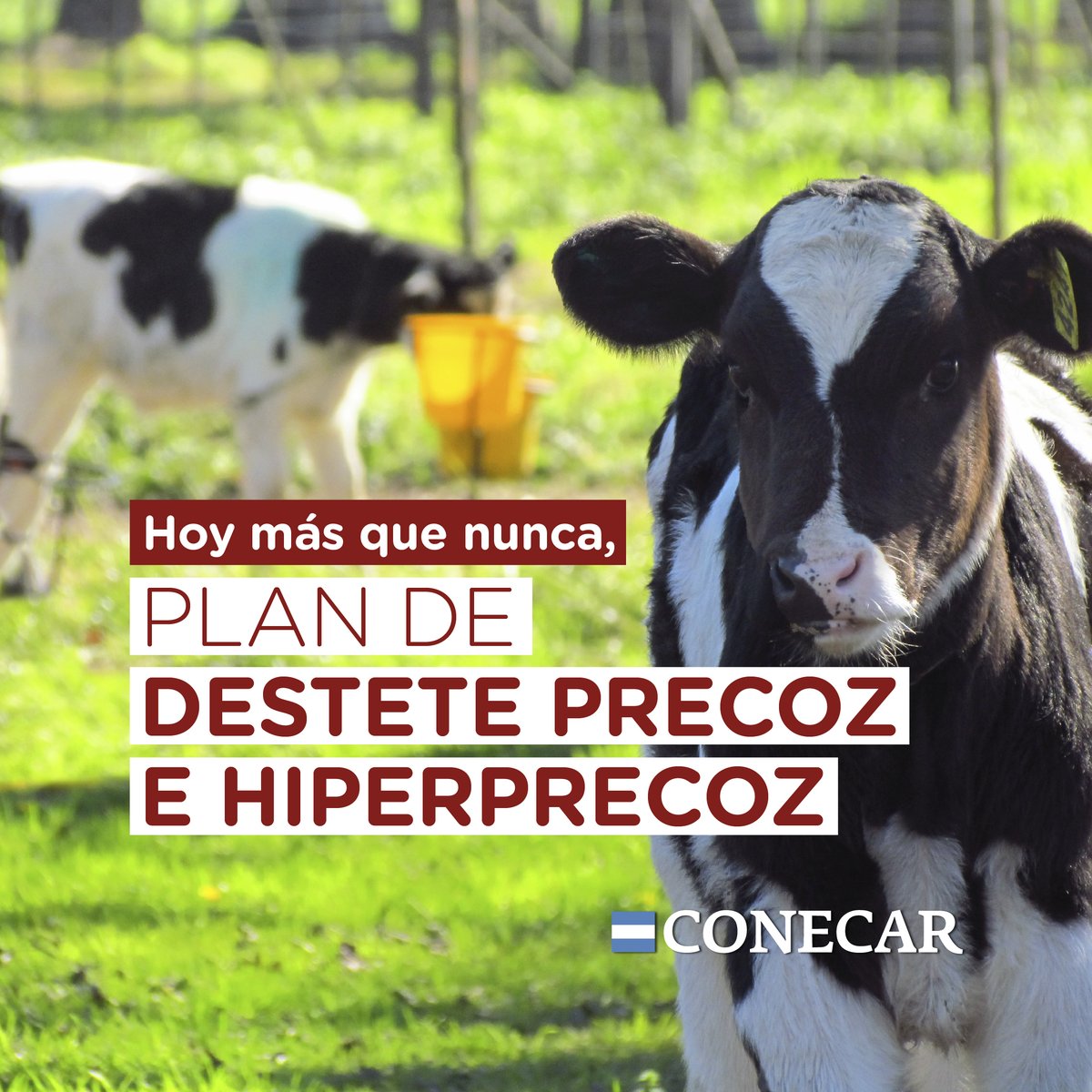 CONECAR's tweet image. Te contamos todo lo que necesitas para incorporar un plan destete precoz e hiperprecoz🐂 ¡Descargá nuestro informe técnico y planilla de simulación📥! ➡️nutricion.conecar.com/destete

Todos nuestros productos están integrados en Programas Nutricionales.