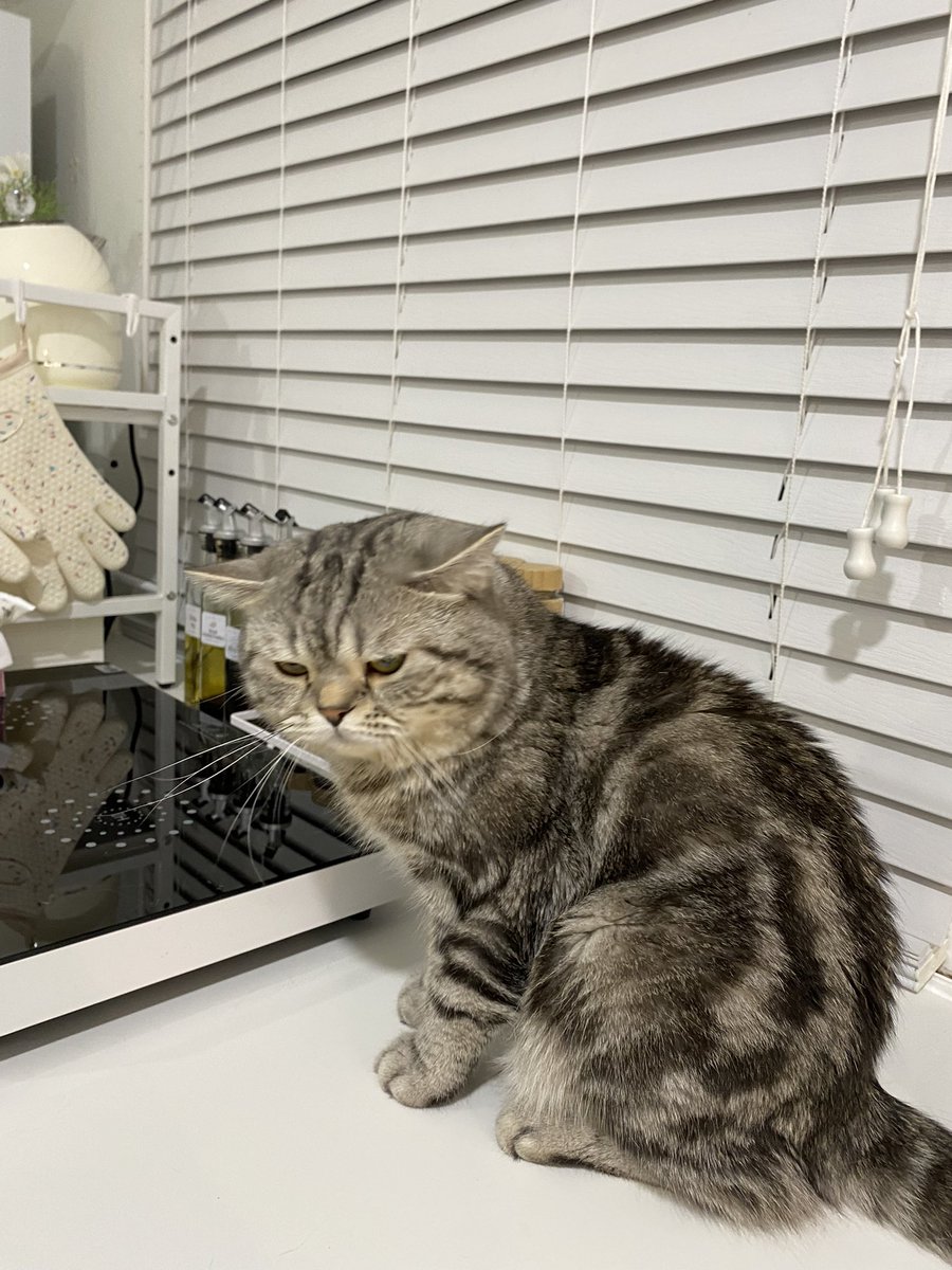 กี้เข้าครัวฮ่ะ ขโมยไก่🤣