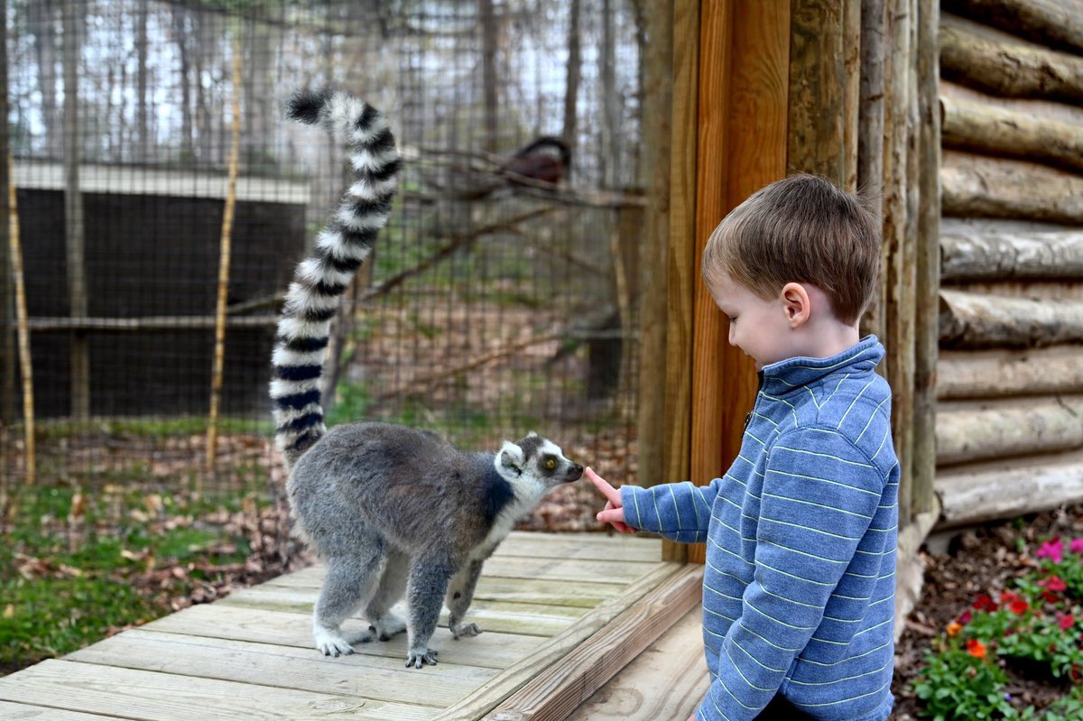 The lemurs are back! We are pleased to announce the opening of our new Lemur Loop expansion featuring three lemur species. This new area includes 38 animals in 7 new habitats along 1,000 feet of unexplored path with 3 more exhibits coming soon. metrorichmondzoo.com/new-lemur-loop…