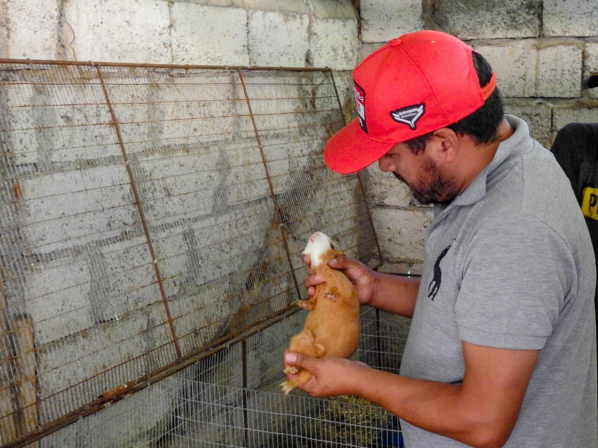 Personal Técnico del GAD Municipal El Pan brindan asesoría a productores agropecuarios del cantón, atención médica veterinaria y también atienden emergencias a diferentes animales que pertenecen a moradores de nuestro cantón.
#DesarrolloProductivo
#WilsonRamírezAlcalde