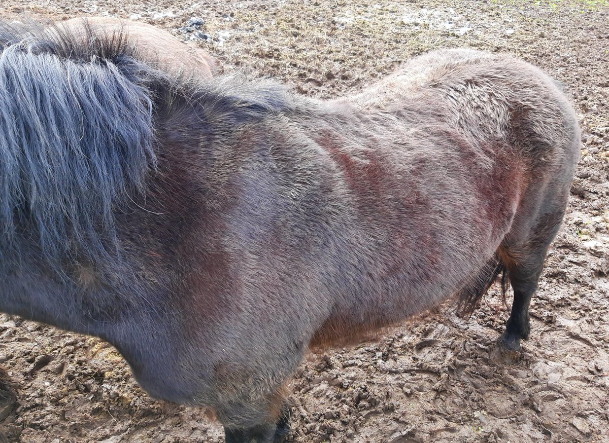 NWP Rural Crime Team/Tîm Troseddau Cefn Gwlad HGC tweet media
