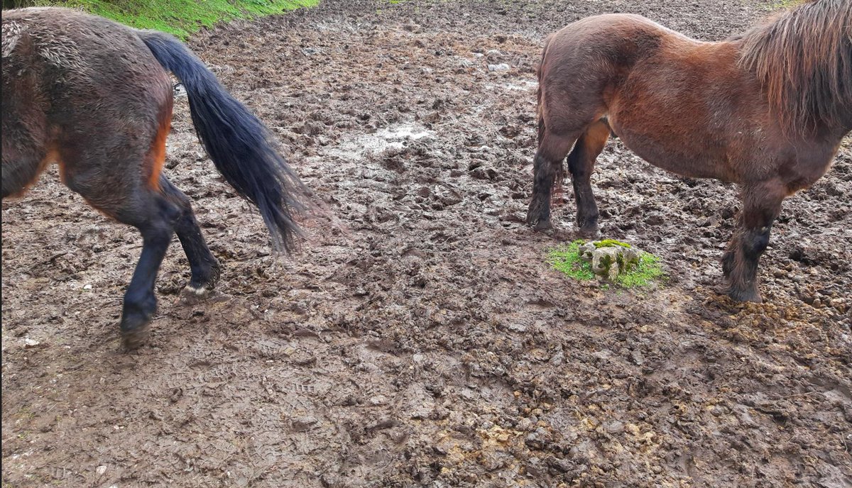 NWP Rural Crime Team/Tîm Troseddau Cefn Gwlad HGC tweet media