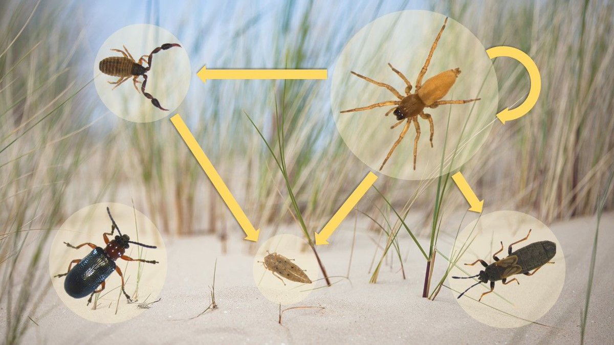 Read the #storybehindthepaper by our Elton Prize shortlisted candidate, @garbenlogghe ! 🐜 🕷️ 

buff.ly/3xs7XHJ