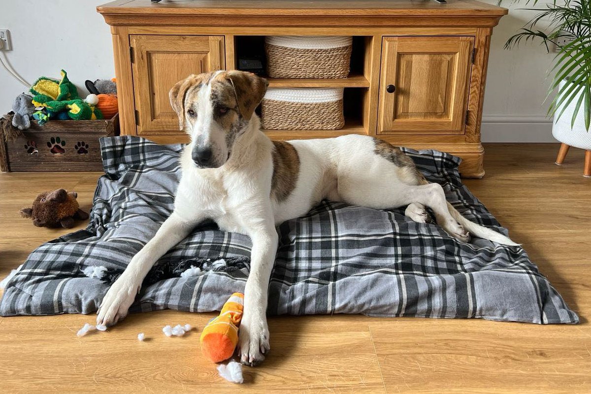 CARRIE is in #Worcestershire She's a 1 year old gentle giant
She reminds the Rescue of a Great Dane in size and personality loveable and a tad dopey
Her sister was adopted a short time ago, and they hoped that this was a sign that Carrie would find her forever people too #evesham