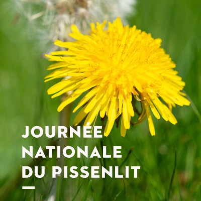 Célébrons la Journée nationale du pissenlit. 🌿

⏰ Les pissenlits sont les gardiens du temps de la nature. Les fleurs du pissenlit s’ouvrent avec le soleil matinal et se ferment quand la nuit approche.