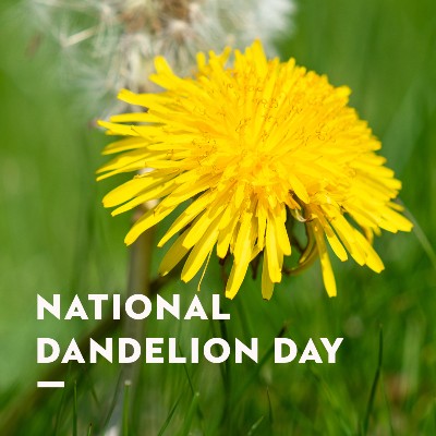Do you know which lion will never roar? 🦁 Right, the dandelion! Enough of the cheesy dad jokes, let celebrate National Dandelion Day. 

⏰ Dandelions are nature's Timekeepers. As the day progresses, dandelion flowers open-up in the morning sun &amp; close as the evening approaches