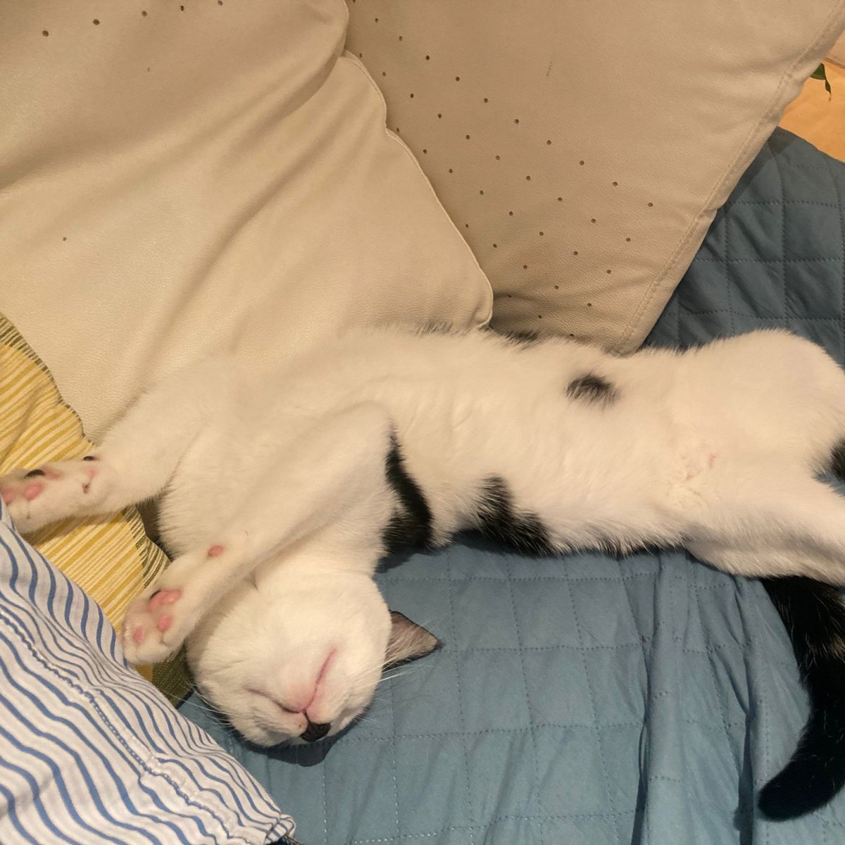Stilton arrived as a young kitten. Since being adopted last year, he's made great progress. He's proven himself to be a very good little brother to his sibling, Jack. He loves playing and chasing anything that moves. And of course, he loves his new family. 💜 #HappilyRehomed.