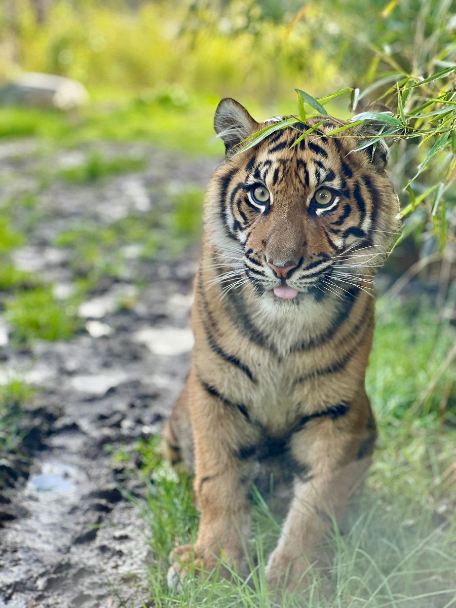 Our gorgeous girl, Lestari, is now just over 9 months old! 😍 Get your tickets online to come and see her at Tiger Tropics this weekend! 🐯 🎟️ wmsp.co.uk 📷: Keeper Kasha #WMSP