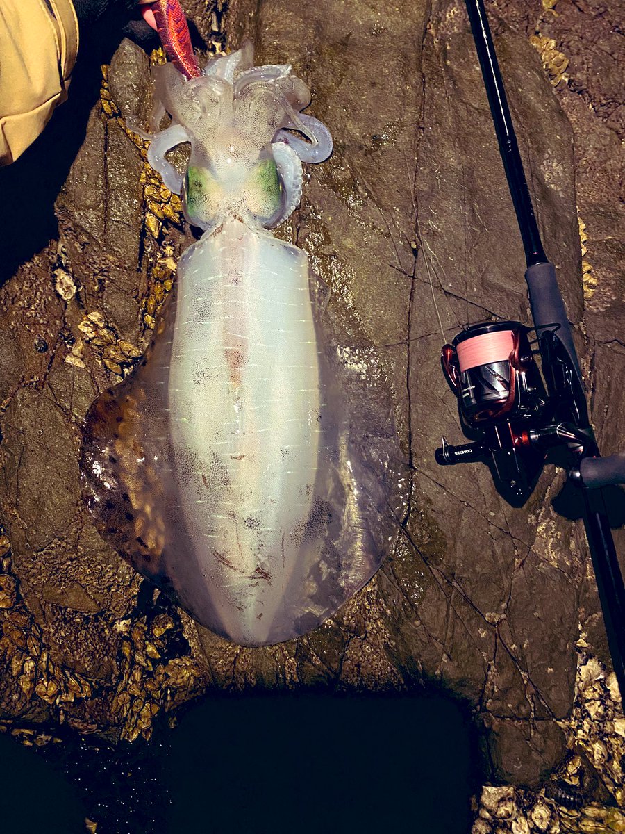 久しぶりのアオリー🦑🦑

＃エギング
＃ボルカノロック
＃天草