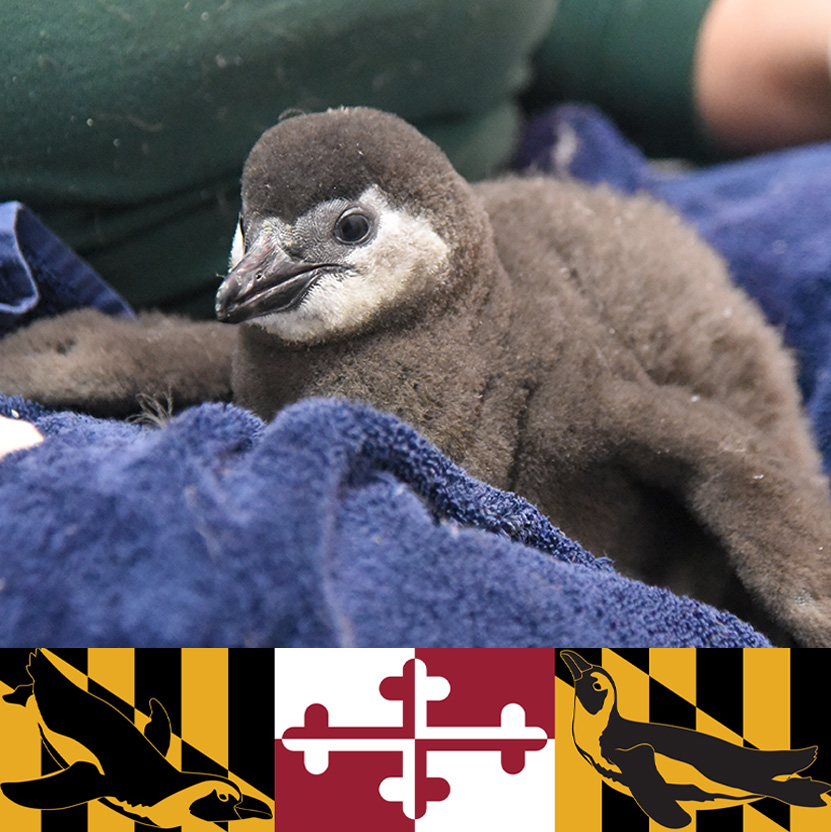 We're happy to announce the name of our final endangered African penguin chick this season. She's the only female of five, and already stealing hearts with her adorable waddle and curious eyes. Let's give a warm welcome to Peabody the penguin! 🐧 @george_peabody @peabodyheights