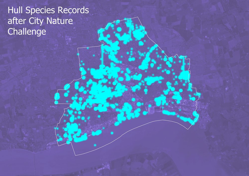 TeamNEYEDC's tweet photo. The #HullCNC2024 is just three weeks away! 🤩 Records collected as part of @citnatchallenge in 2023 helped our understanding of biodiversity in Hull, shown by a massive increase in data coverage after the event. For more info on the 2024 event, see: https://t.co/w6MgpybDsE https://t.co/E3NXzPPd2V