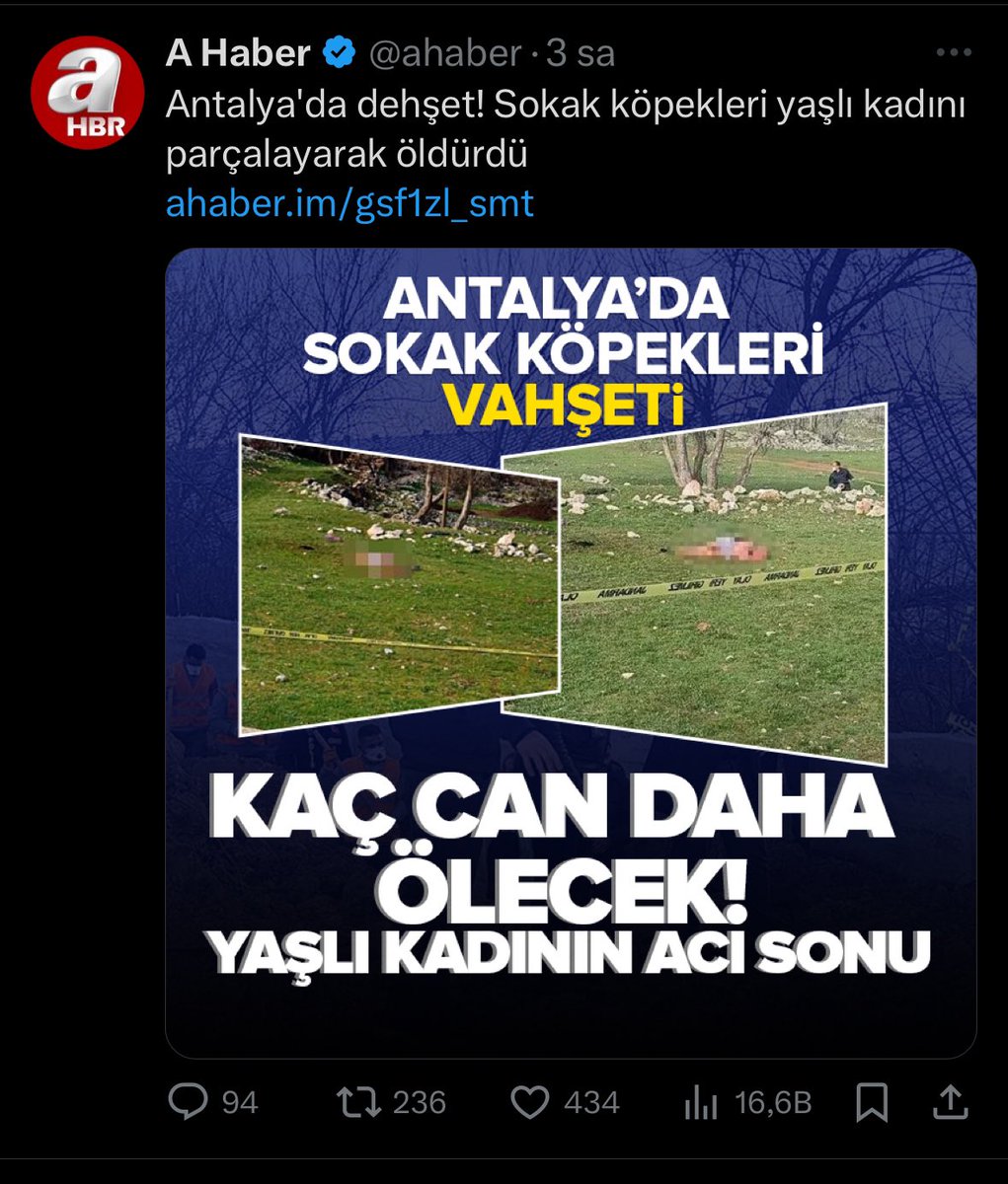 Yakınlarının mezarını ziyaret eden yaşlı bir kadın “vahşi hayvanlara karşı sürüleri korusun diye vahşice yetiştirilen çoban köpekleri” tarafından öldürüldüğü söyleniyor. Yani köpekler sahipli diyorlar. Köy yerinde köpekler sahiplidir ama kimse ne tasma takar ne de köpeğe sahip…