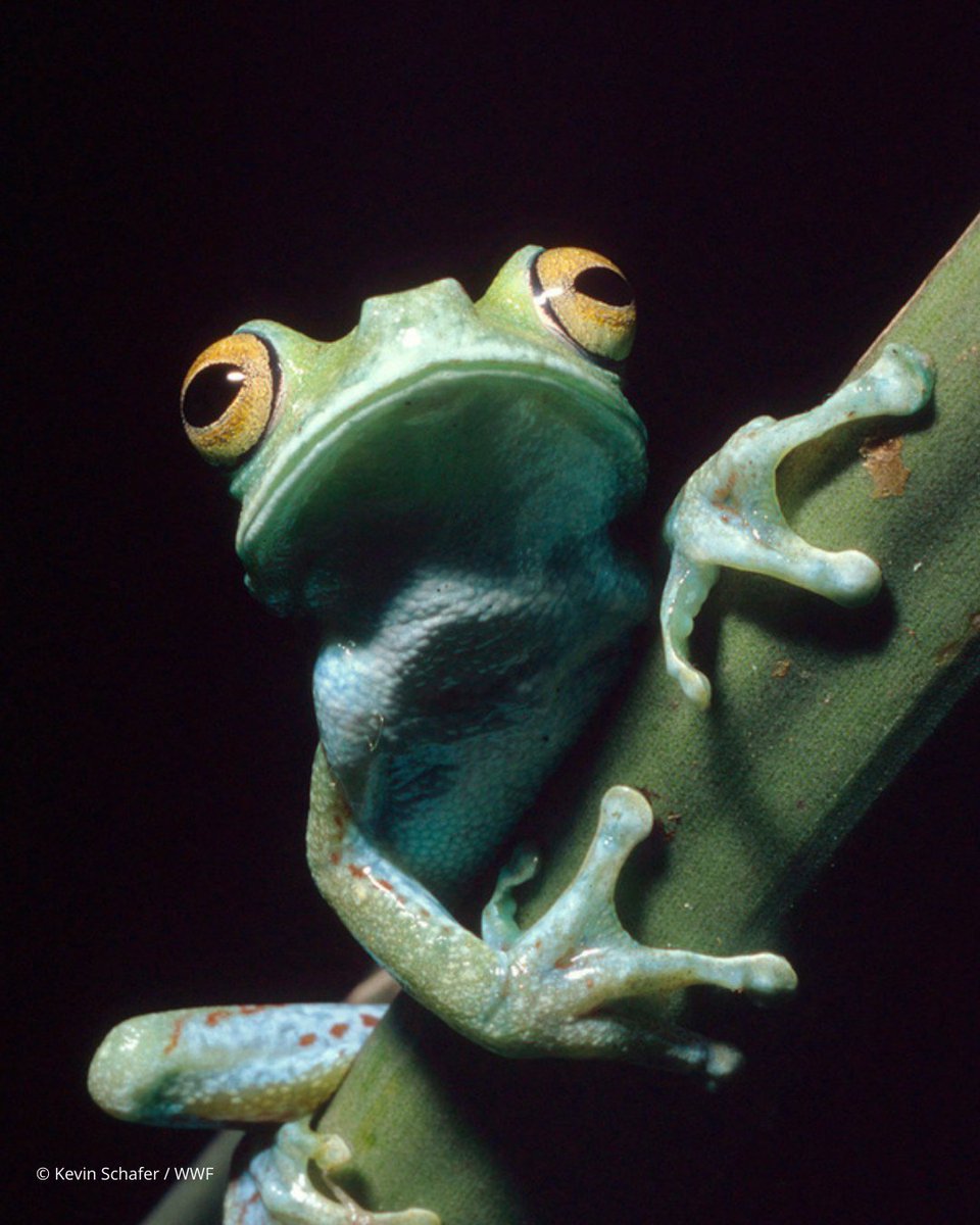 UN Biodiversity tweet media