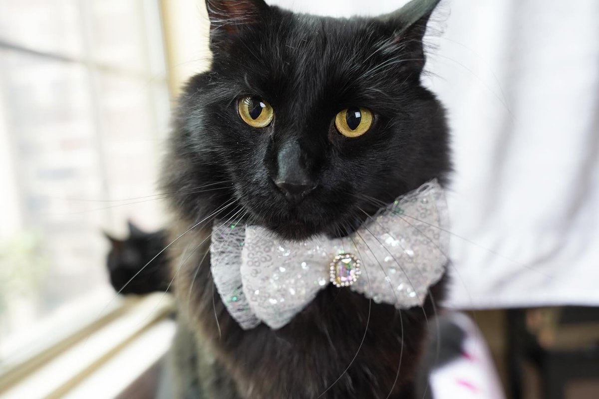 I am feeling fancy while I let Daisy do all the birdwatching work behind me! Happy #Friyay! #blackcats #fridaymood #fancycat